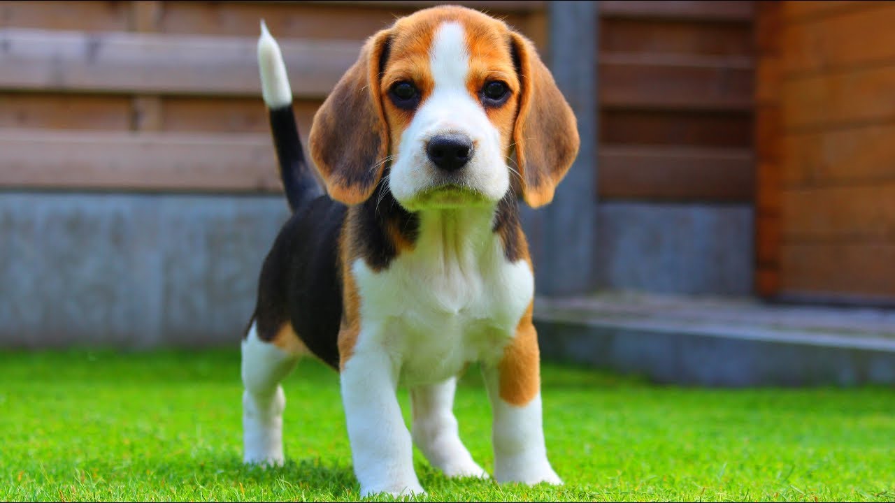 beagle